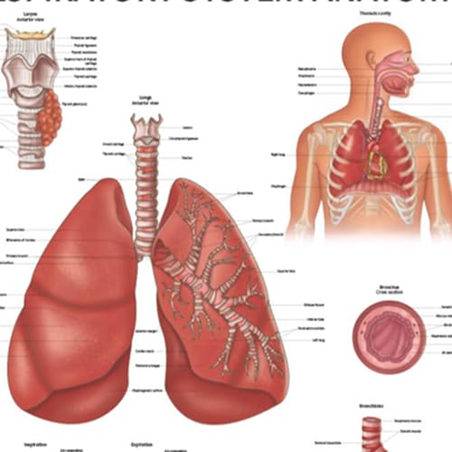 Image of Anatomy Lab Human Respiratory System Laminated Anatomy Poster, 17.3 x 22.5 Inches, Body System Diagram | 17.3 x 22.5 Inches, Body System Diagram