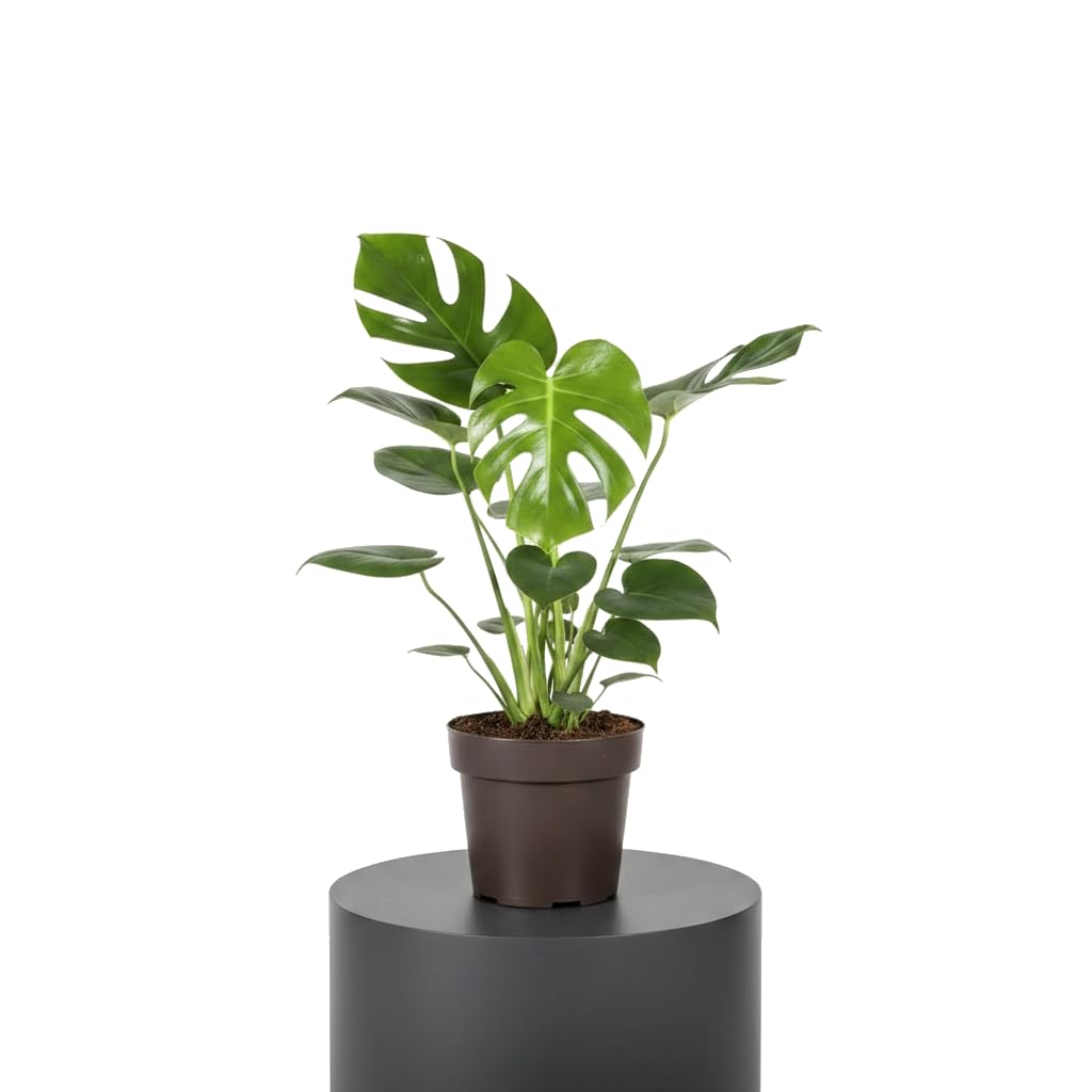 DECOALIVE Monstera Deliciosa Costilla de Adán Planta Viva Maceta 17 cm Altura 55 cm para Interior