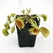 Venus Flytrap- Potted Large King Henry- Carnivorous Plant