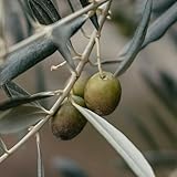 Vivai Decandia Giovanni