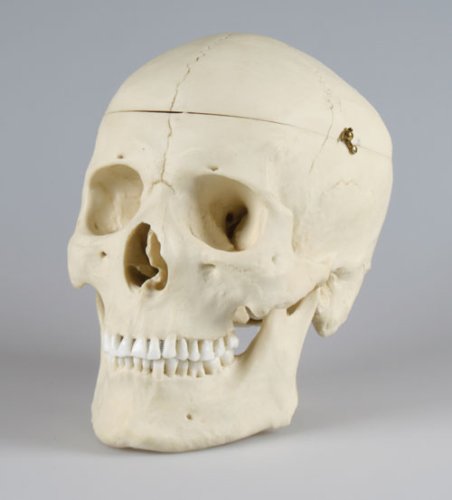 Erler-Zimmer 4710 Skull Model Male Adult