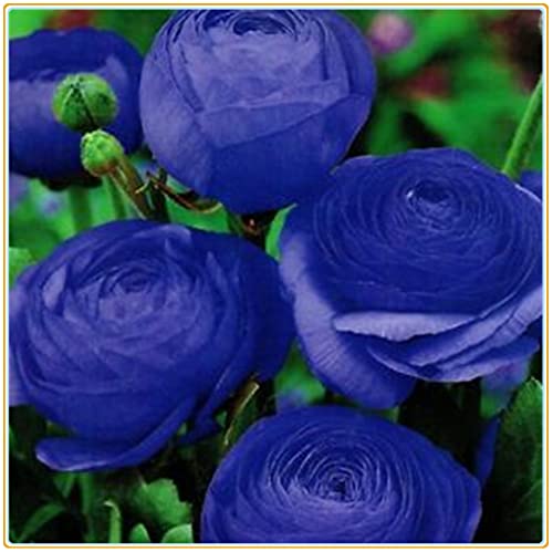 Ranunculus bulboso/4ietà di colori/Arbusti ornamentali a crescita stagionale-10bulbi