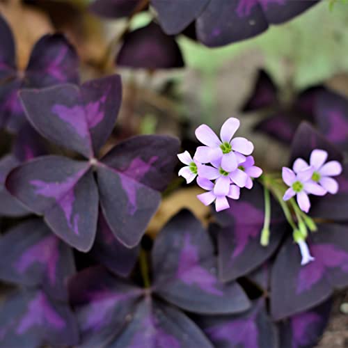 Oxalis Triangularis 'Purple Shamrocks' (20 Pack) Plant Bulbs For Gardening - Dark Purple Foliage & Light Pink Flowering Blooms, Professionally Grown From Easy To Grow #TOP1