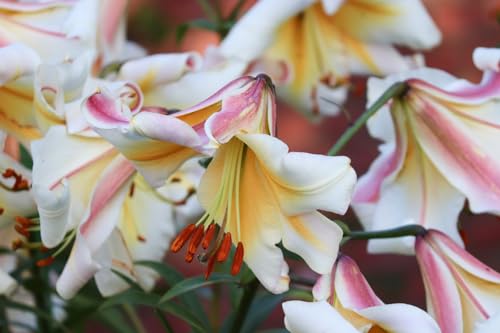 Lilium Regale 10 Graines, Lis Regale
