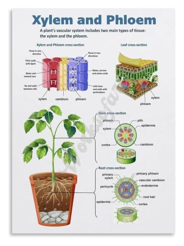 Plant Biology Poster Vascular System Reference | Build foundational knowledge with this helpful poster for homeschool science co