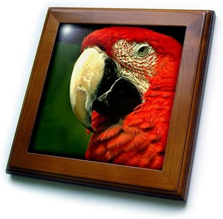 3dRose ft_685_1 Green-Winged Macaw Framed Tile, 8 by 8-Inch