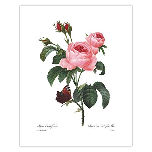 CLOUD NINE PRINTS Hundred Petal Rose Art - French Botanical Print, Pink Flower Wall Art, Redoute Rose Floral Decor - Unframed