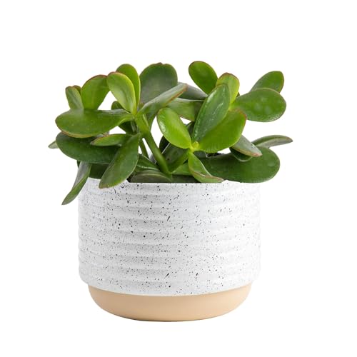 Comparison: Best Pot For Jade Plant 10 Costa Farms Succulent Live Plant, Jade Plant, Potted in Modern Decor Planter with Potting Soil Mix, Beautiful Room or Office Decor, Housewarming, Birthday Gift, 6-Inches Tall