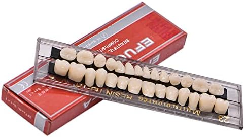 28Teeth Dental Synthetic Resin Tooth Denture Dentistry for Halloween Horror Teeth,Dental Education,Dental Teeth Teaching Model (23A2(1SET))