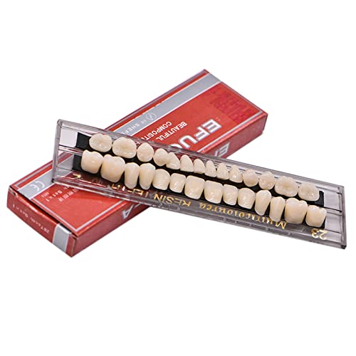 28Teeth Dental Synthetic Resin Tooth Denture Dentistry for Halloween Horror Teeth,Dental Education,Dental Teeth Teaching Model (23A2(1SET))