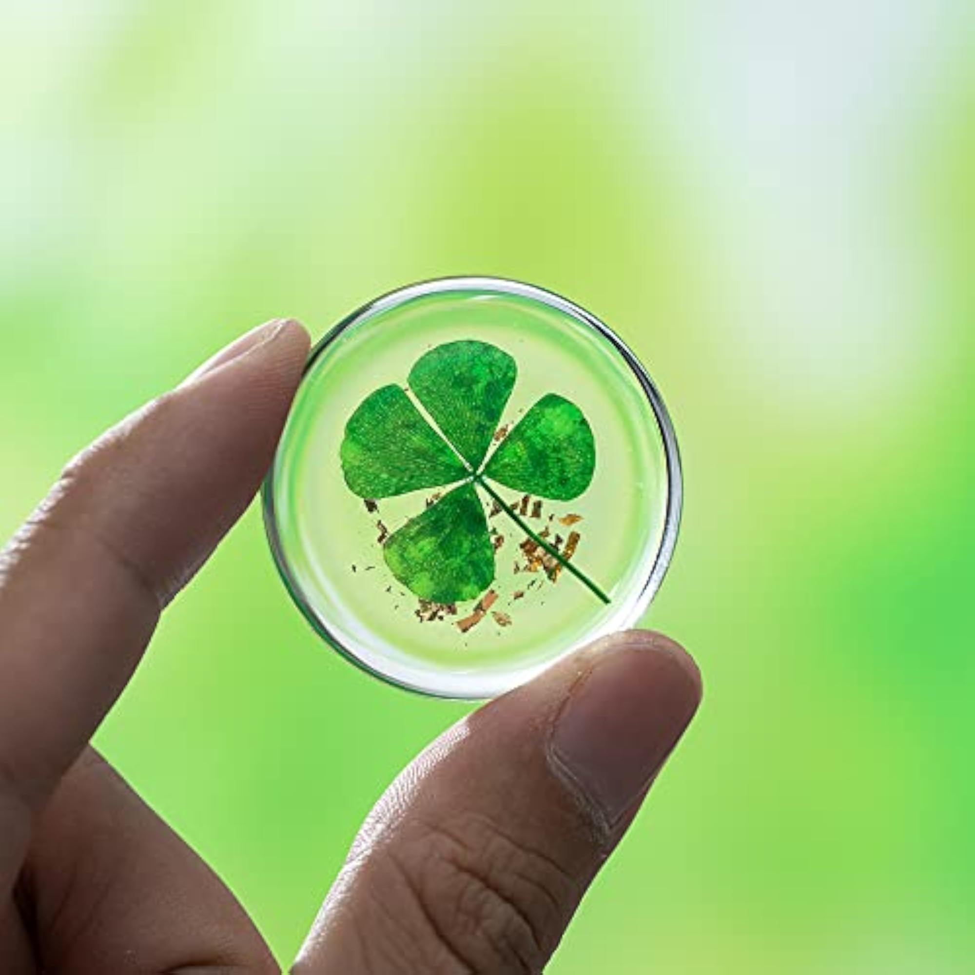 Real Four Leaf Clover Good Luck Charm, Gift for Family