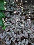 Coral Bells 'Silver Scrolls' - Heuchera - Shade Perennial - Live Plant in 3.5 Inch Pot!