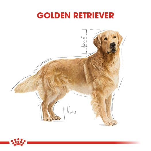 ロイヤルカナン BHN ゴールデンレトリバー 成犬・高齢犬用