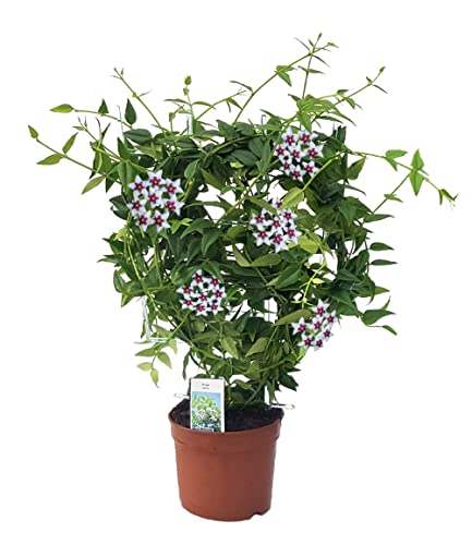 Wachsblume Hoya Bella – Exotische Zimmerpflanze für Innenräume