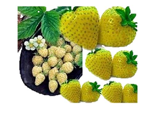 いちごのたね様 Amazon.co.jp: 植物種子 不思議なイエローイチゴ 種 180粒 : DIY・工具