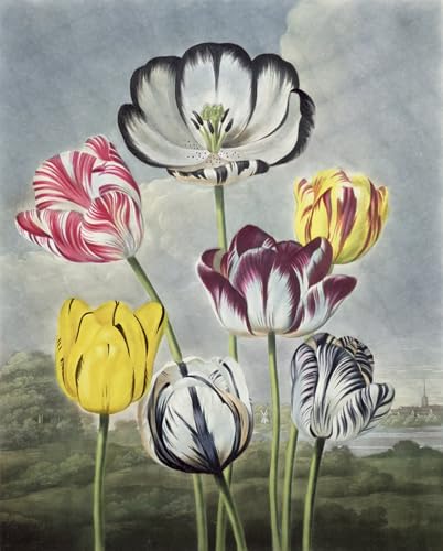 Tableaux Posters Impression Toile Tulipes Art Mural Classique Maison 60x90cm