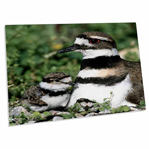 3dRose Killdeer Adult con 2 polluelos, alfombrilla de escritorio