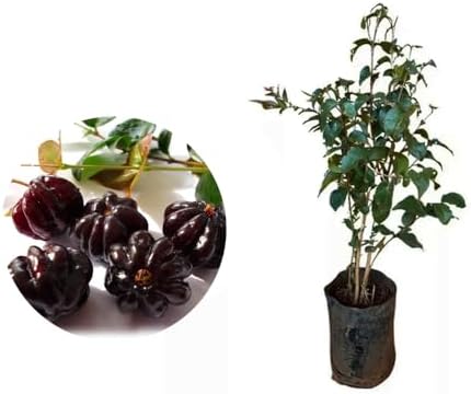 Muda de Pitanga Negra 20 a 40cm AMK - Plantas Online