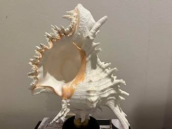 貝殻標本　テングガイ 貝殻標本 テングガイ