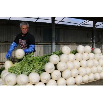 京都府久御山 聖護院大根(淀大根)4本 おでんや煮物にぴったり