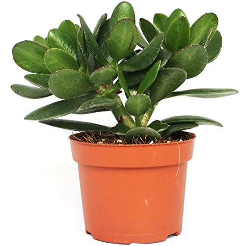 Planta de Jade DECOALIVE Planta Suculenta Natural