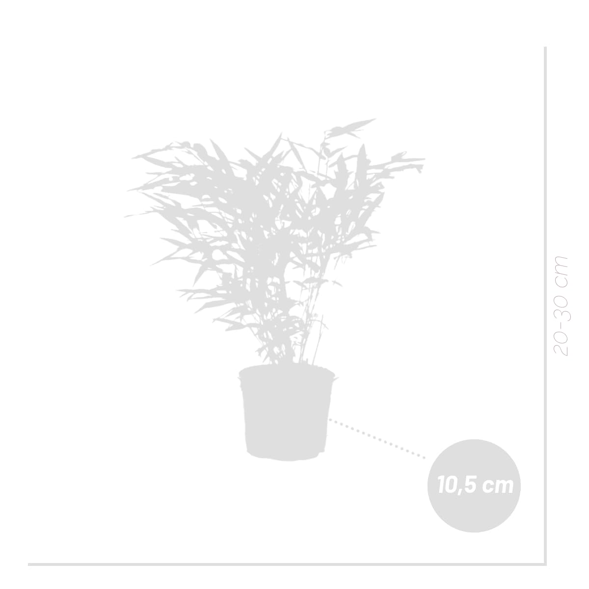 Bloomique - 6er-Set - Fargesia Rufa - Bambus Pflanze - Gartenpflanze - Balkonpflanzen - Winterhart - Nicht Invasiv - Höhe 20-30 cm - Topf 10 cm