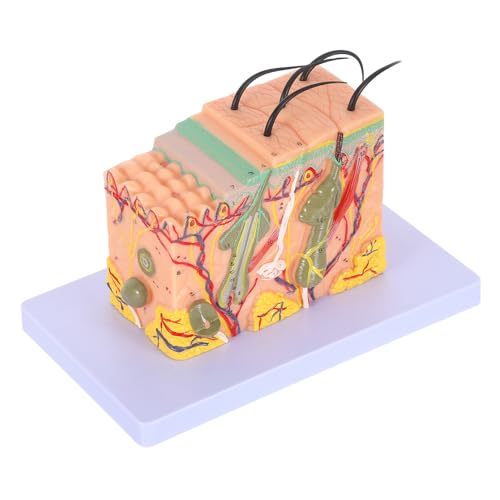 Modèle anatomie cutanée agrandi pour analyser les couches de la peau