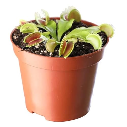 Planta Carnívora de Interior Venus Atrapamoscas Dionaea Muscipula