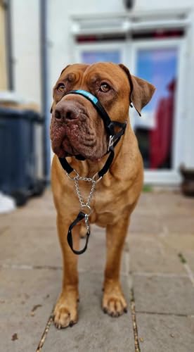 Big Dog Styles Head Collar, Made in UK for Large and Giant Breeds, Maximum Control, Stop Pulling, Anti Chew, Stainless Steel Fittings, Fully Lined. (Black, 1) - Image 7