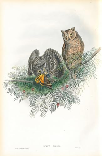 Tableau animalier oiseau Scops Zorca John Gould pour une décoration intérieure poétique