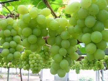 EverSneh Real Live Fresh Green Grape Fruit Air Layered plant, Angoor Plant "Special Variety" (Fruit After 1 Year) With Pot (B0C4HKYKDP) Amazon Price History, Amazon Price Tracker