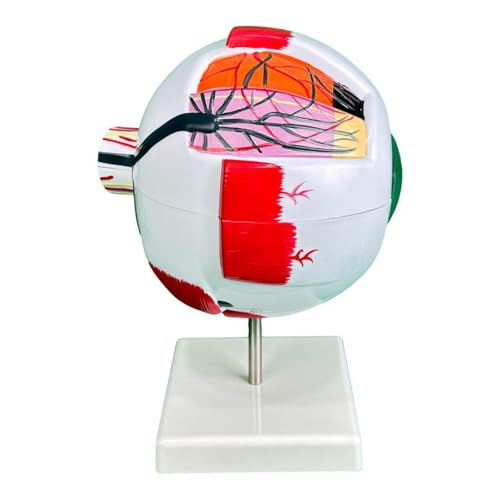 Image of Haobase 6X Enlarged Human Eye Anatomy Model, Magnified Eyeball with Detachable Bracket