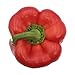 Red Bell Pepper, 1 Each