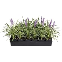 18 Pack - Liriope Variegated Grass