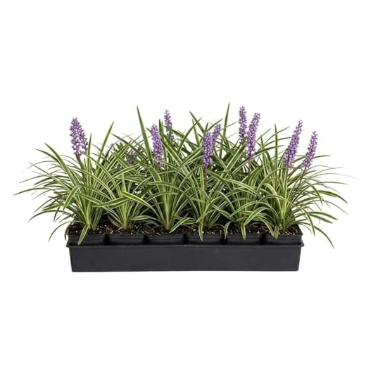 18 Pack Variegated Liriope Grass