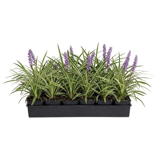 18 Pack - Liriope Variegated Grass