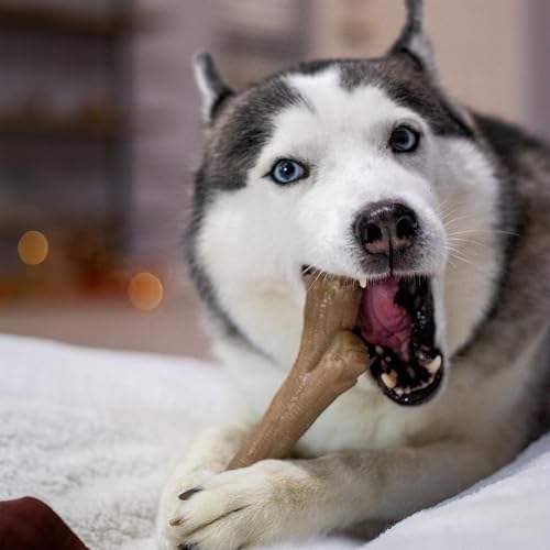 Image of Nylabone Strong Chew Gourmet Style Stick Dog Chew Toy, Peanut Butter Flavor | X-large breeds, durable chew toys, long lasting, encourages healthy chewing, helps clean teeth, for dogs 50+ lbs