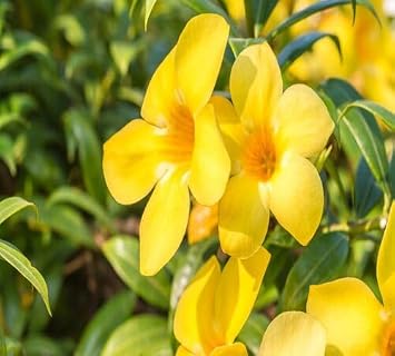100pcs Yellow Allamanda Flower Seeds