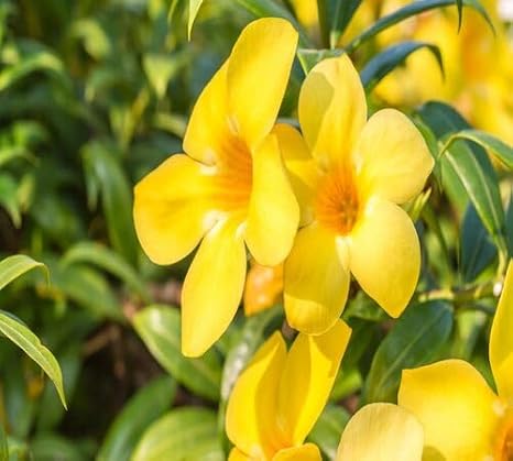 100pcs Yellow Allamanda Flower Seeds