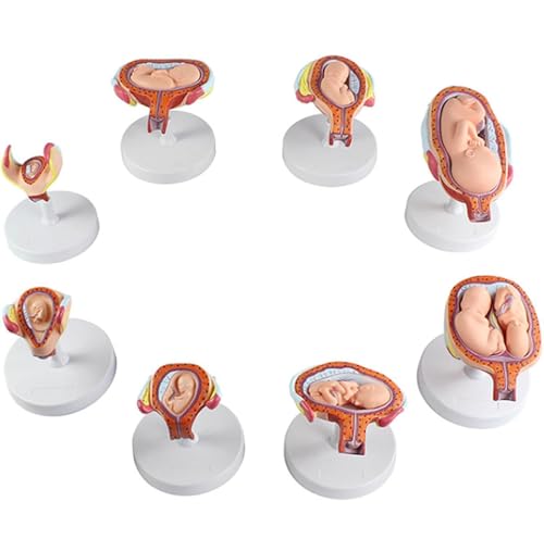 Modelo educativo de 8 piezas extraíble para el desarrollo embrionario anatómico humano, estudio de enfermería, modelo de desarrollo fetal humano, modelo del proceso de desarrollo del embarazo humano