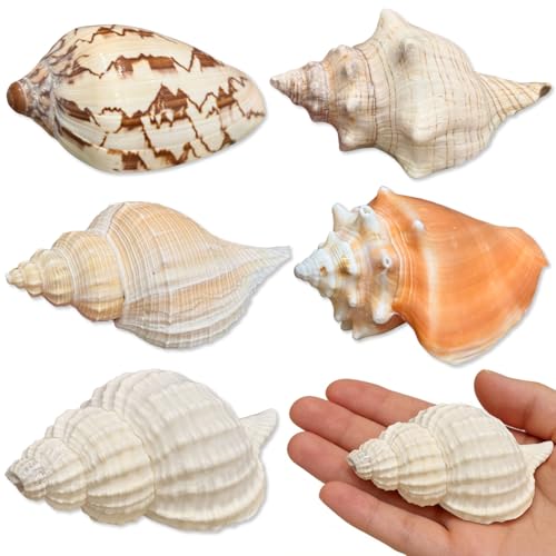 5PCS Medium and Large Hermit Crab Shells| Natural Sea Conch Size 2.8 - 4.5 Opening Size 1.6 - 2.7 | Turbo Seashells for Hermit Crab Supplies and Beach Decoration