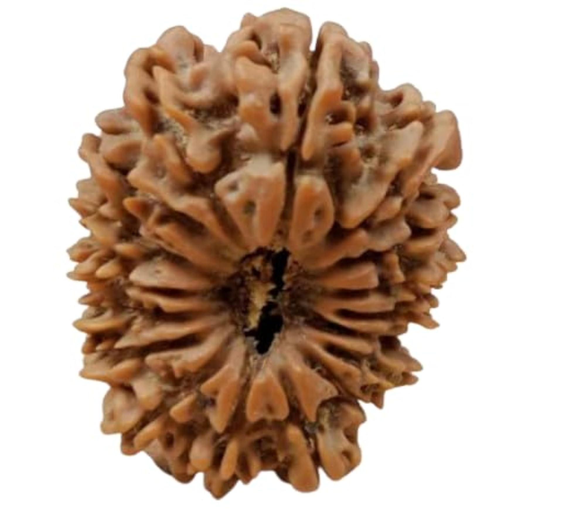 17 Mukhi Rudraksha with Silver Capping, Original Certified