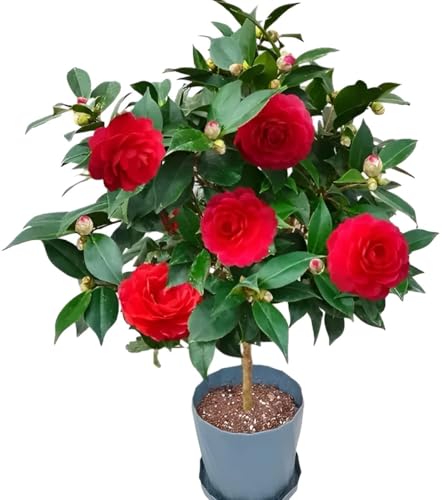 Image of HIDDEN ENTERPRISE Red Camellia Flower Live Plant | Healthy Original Camellia Japonica Tree | Beautiful Flowering Plant for Home Garden, Outdoor & Indoor Decoration | Without Pot