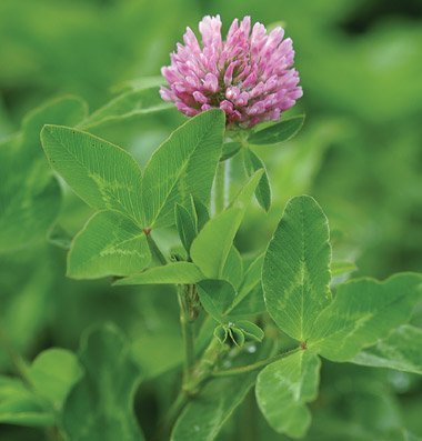 Cover Crop Clover Mammoth Red 9832 (Purple) Non-GMO, Heirloom Seeds 10 Ounce Package