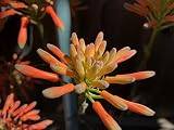 1 Stater Plant of Africa Aloe/Aloe saponaria (Bare Root)