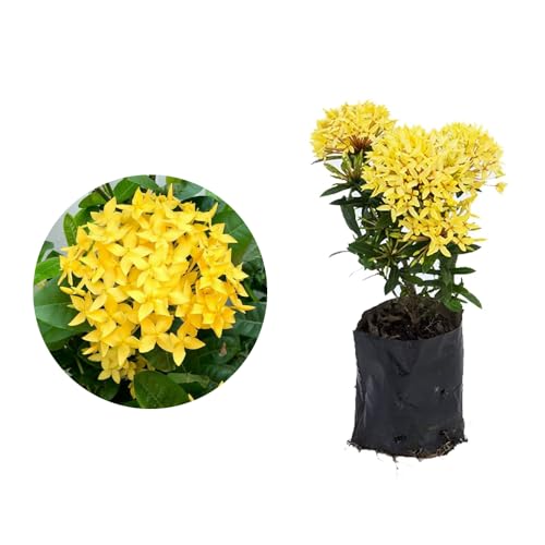 Genérico, Muda de Mini Ixora Amarela 20 a 40cm AMK - Plantas Online