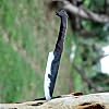 Wazir Crafts 10" Handmade Odin's Raven Norse Wolf-Head Viking Knife- Hand Forged High Carbon Steel Blade, Raven's Head Hilt and Leather Sheath - Unique Medieval Seax Style For Hunting & Camping (WCHK-01)(B) #4