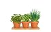 Healthy Kitchen Herb Trio Kit | Easy to Grow Basil, Parsley and Chives Seeds In Your Own Kitchen | Exclusively By TotalGreen Holland