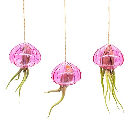 NW Wholesaler - 3Pcs of Indoor Hanging Tillandsia Air Plants in Pink Glass Sea Urchin Shell - Live Houseplants Hanging Decor, Easy Care Hanging Plant with Raffia Twine and Glass Shell