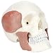Axis Scientific 3-Part Human Skull Model with Masticatory Muscles | Life Size Plastic Skull Cast from Real Human Skull Shows Range of Motion of Jaw| 3 Year Warranty